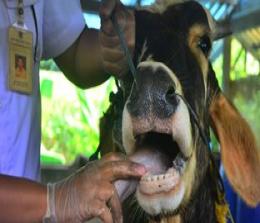 Gubernur Riau Syamsuar meminta masyarakat mengisolasikan hewan ternak agar virus PMK tidak menyebar (foto/ilustrasi)